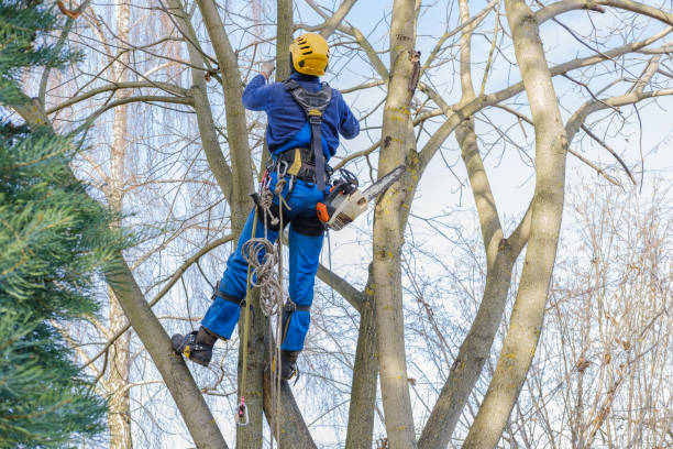 Lawn Watering Services in Soldotna, AK